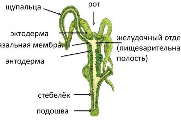 Whitenet магазин